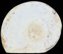 Cut and Polished Lower Jurassic Ammonite - England #62558-1